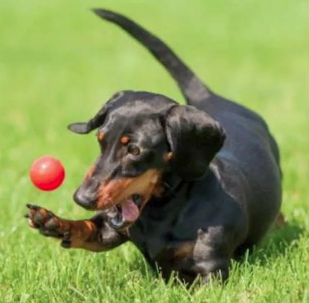 Cachorro ra a Dashund idade 6 ou mais anos nome Alanis