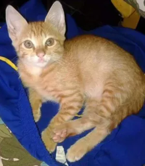 Gato raça Indefinida idade 2 a 6 meses nome Bebe