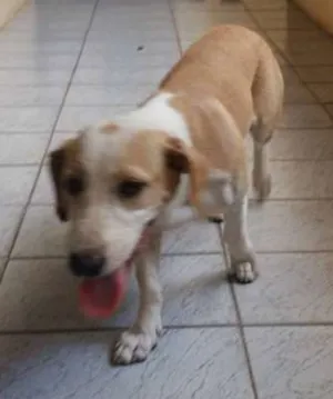 Cachorro raça  idade  nome Bonitinha