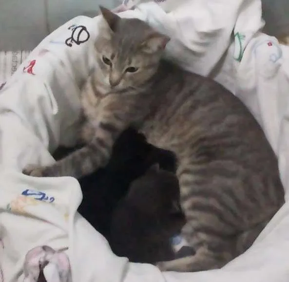 Gato ra a vira lata idade 2 anos nome Preta, malhadinha e 