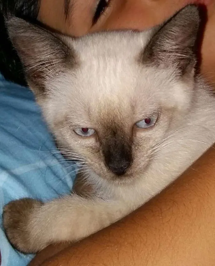 Gato ra a Siamês idade 2 a 6 meses nome Léia