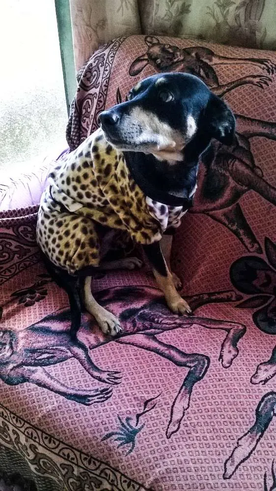 Cachorro raça Vira lata idade 6 ou mais anos nome Preta