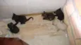 Diversos