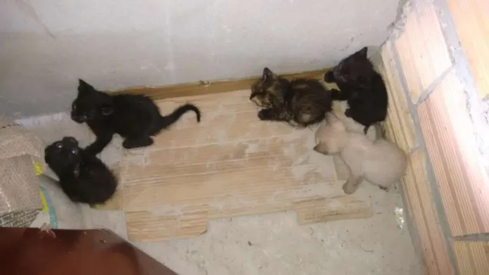 Gato raça  idade Abaixo de 2 meses nome Diversos