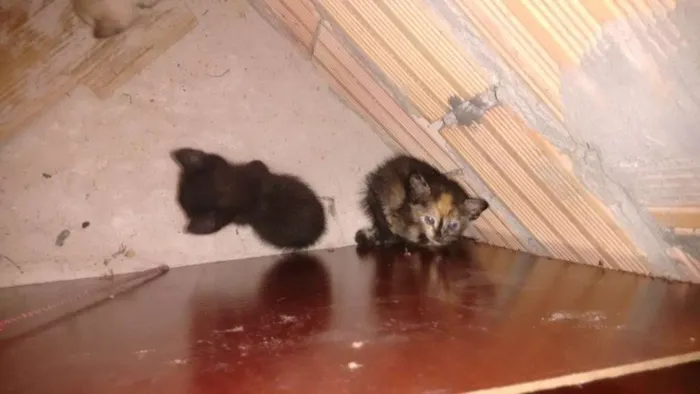 Gato raça  idade Abaixo de 2 meses nome Diversos