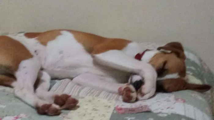 Cachorro ra a vira lata idade 2 a 6 meses nome Princesa