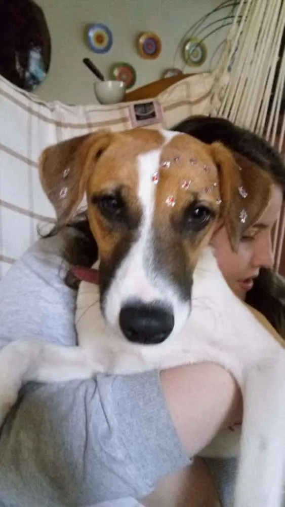 Cachorro ra a vira lata idade 2 a 6 meses nome Princesa