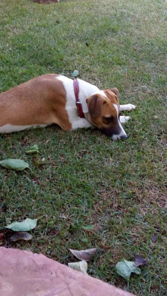 Cachorro ra a vira lata idade 2 a 6 meses nome Princesa