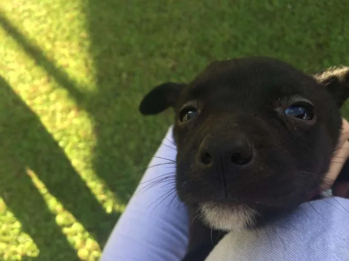 Cachorro ra a Vira Lata idade 2 a 6 meses nome Filhotes