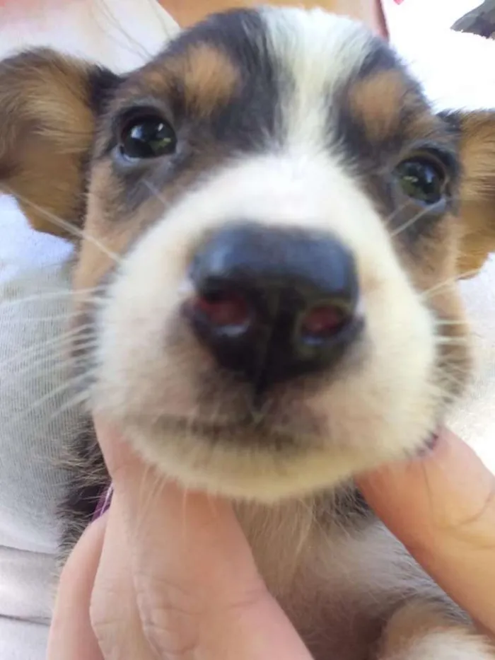 Cachorro ra a Vira Lata idade 2 a 6 meses nome Filhotes