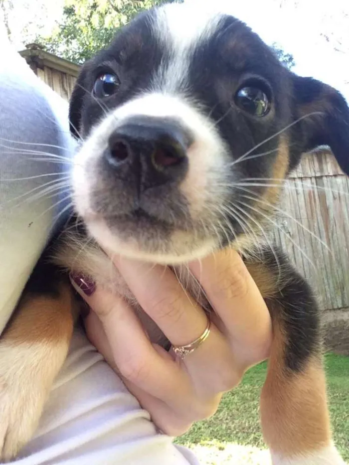 Cachorro ra a Vira Lata idade 2 a 6 meses nome Filhotes