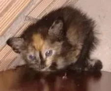 Gato raça  idade Abaixo de 2 meses nome Diversos