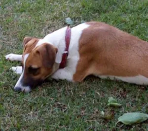 Cachorro raça vira lata idade 2 a 6 meses nome Princesa