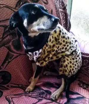 Cachorro raça Vira lata idade 6 ou mais anos nome Preta
