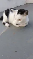 NINA