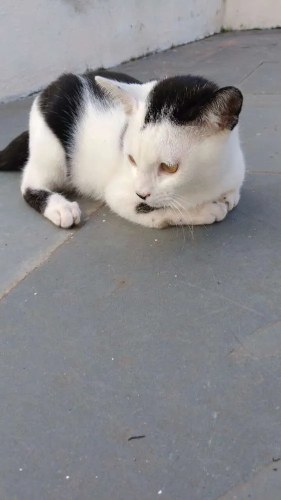 Gato ra a gato srd idade 2 a 6 meses nome NINA