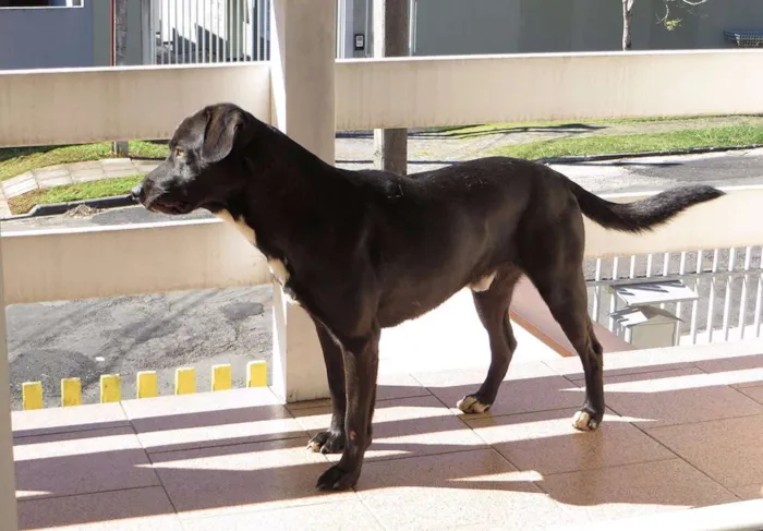 Cachorro ra a Labrador idade 3 anos nome Lenon