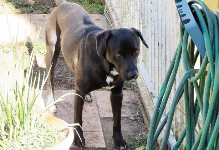 Cachorro ra a Labrador idade 3 anos nome Lenon