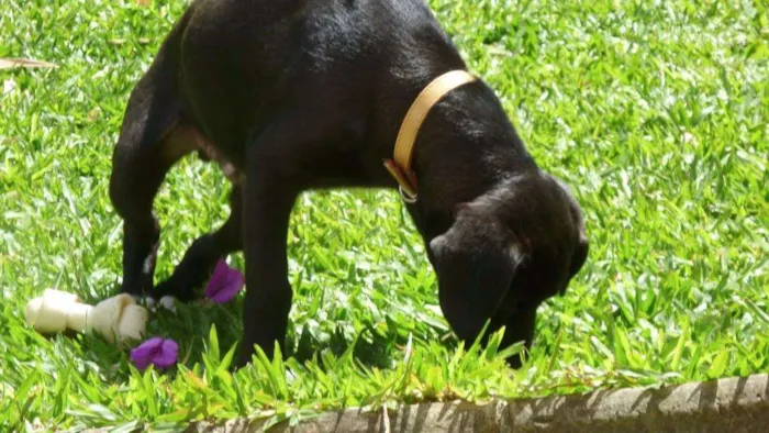 Cachorro ra a Labrador idade 3 anos nome Lenon