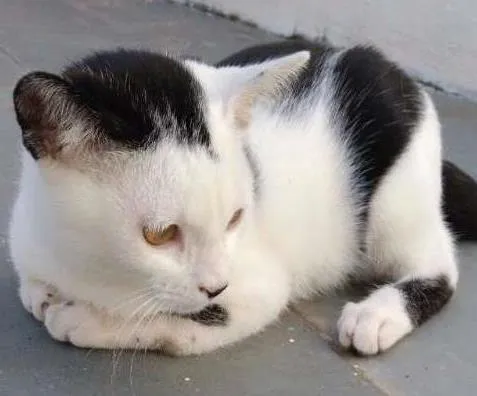 Gato ra a gato srd idade 2 a 6 meses nome NINA