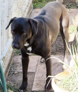 Cachorro raça Labrador idade 3 anos nome Lenon