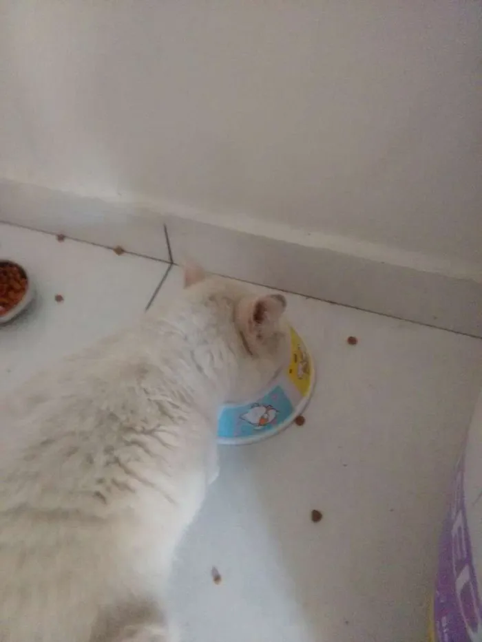 Gato ra a SRD idade  nome Meg