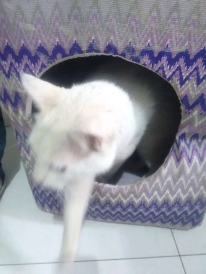 Gato ra a SRD idade  nome Meg