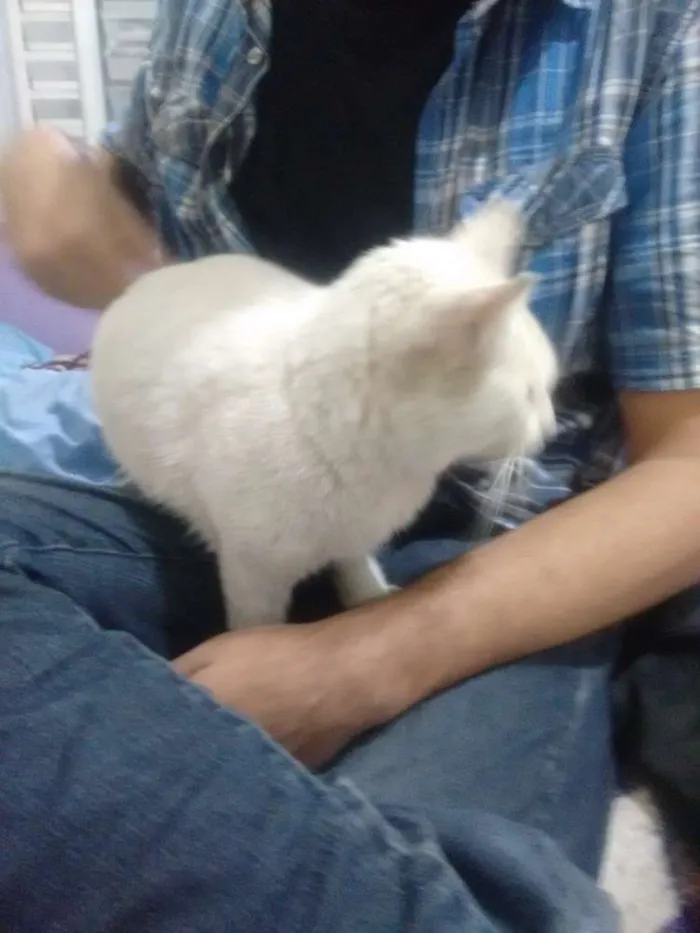 Gato ra a SRD idade  nome Meg