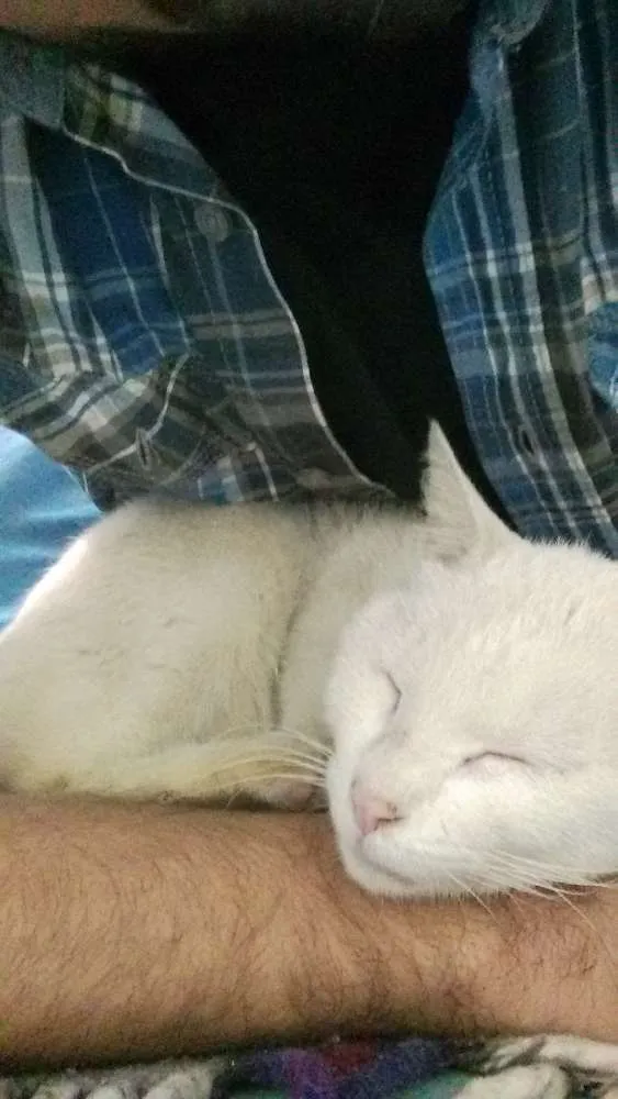 Gato ra a SRD idade  nome Meg