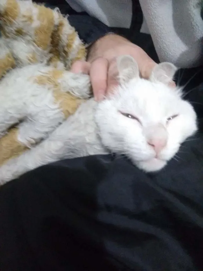 Gato ra a SRD idade  nome Meg