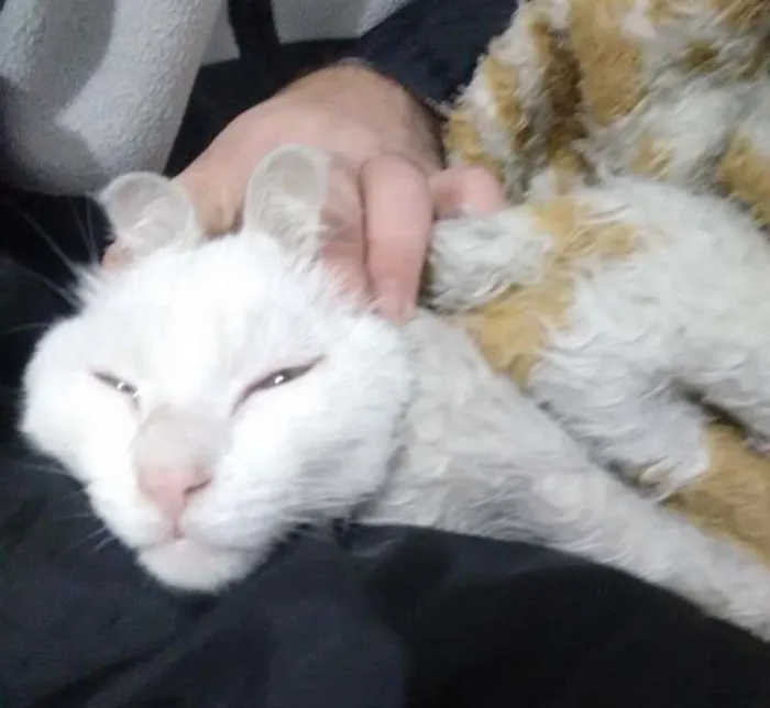 Gato ra a SRD idade  nome Meg