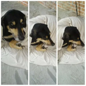 Cachorro raça Vira-lata idade 2 anos nome Duque