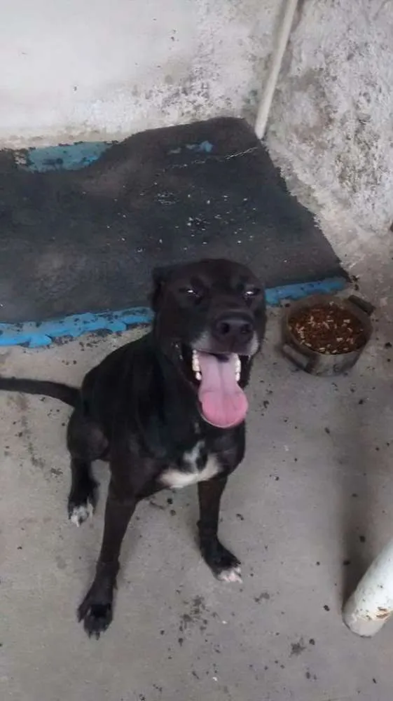 Cachorro ra a Mestiça idade 2 anos nome Elsa
