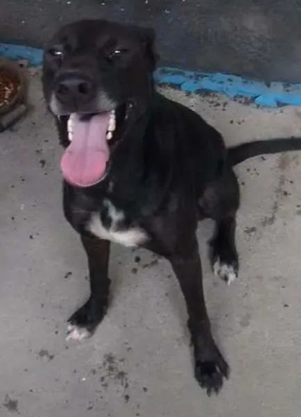 Cachorro ra a Mestiça idade 2 anos nome Elsa