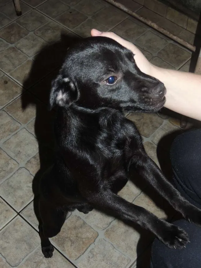 Cachorro ra a SRD idade 2 a 6 meses nome Nego