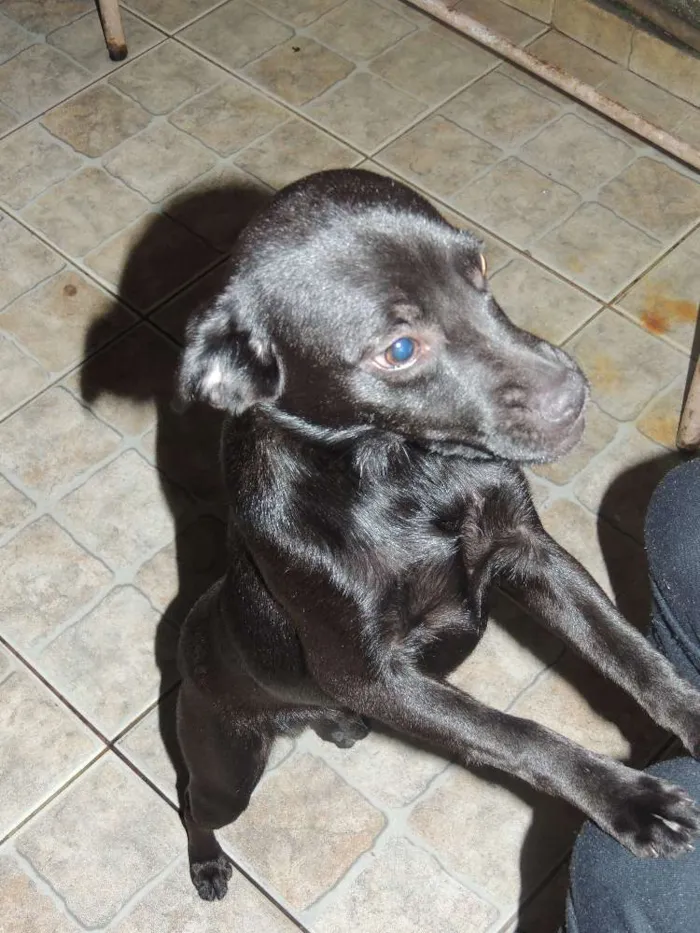 Cachorro ra a SRD idade 2 a 6 meses nome Nego
