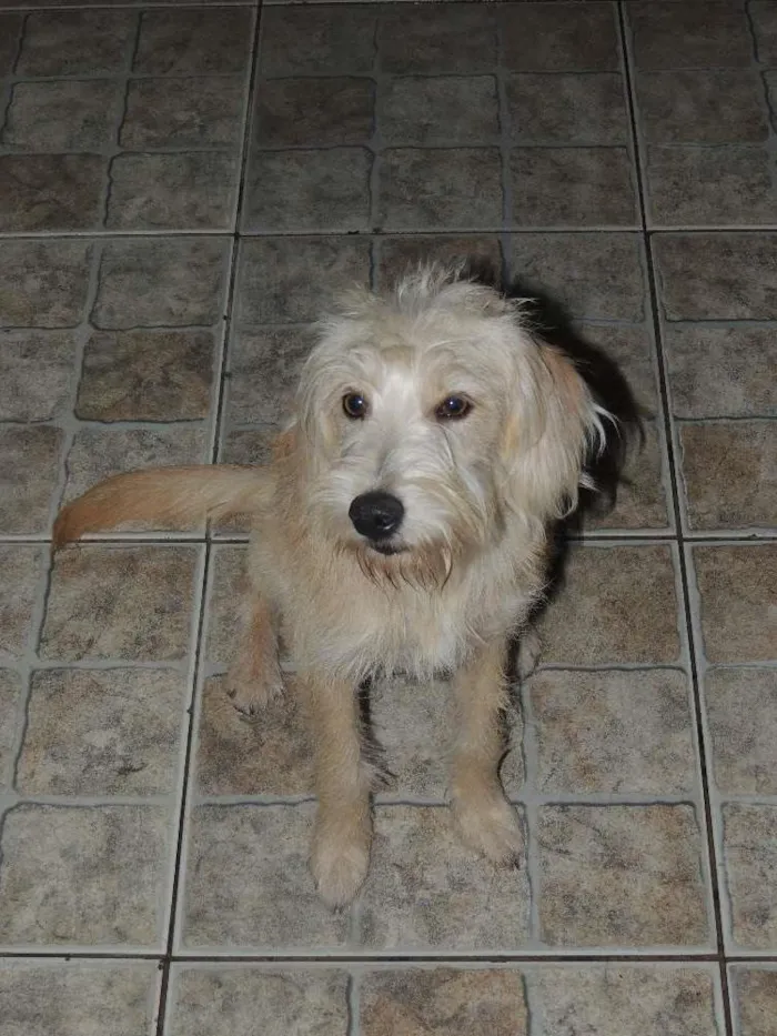 Cachorro ra a SRD idade 2 a 6 meses nome Pipoca