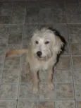 Pipoca