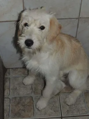 Cachorro raça SRD idade 2 a 6 meses nome Princesa