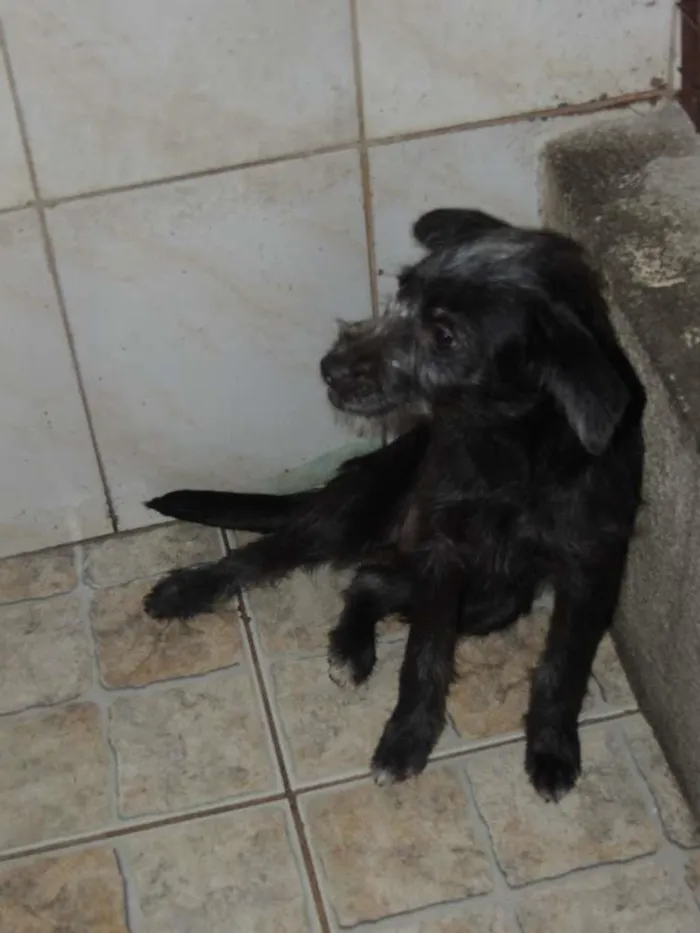 Cachorro ra a SRD idade 2 a 6 meses nome Mocinha