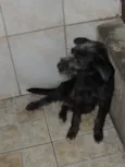 Mocinha