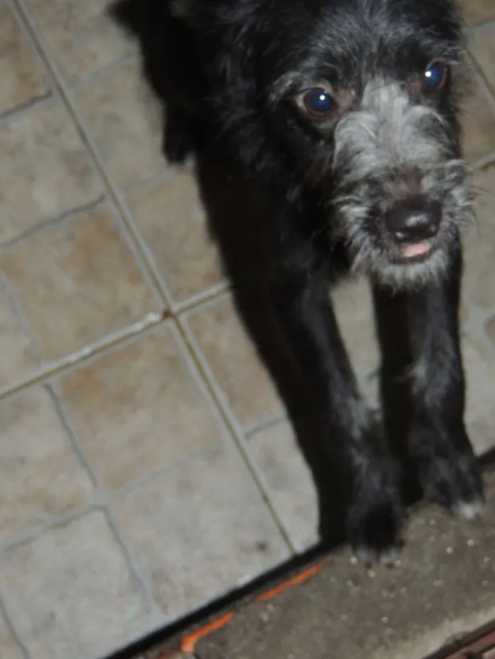 Cachorro ra a SRD idade 2 a 6 meses nome Mocinha