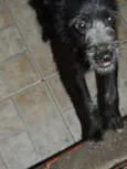 Mocinha