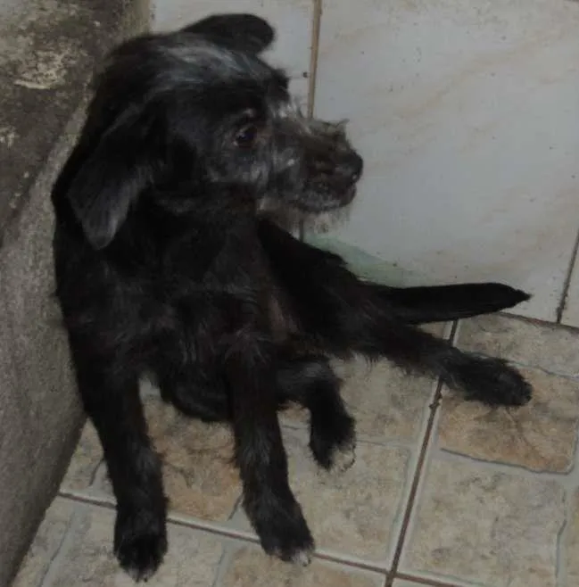 Cachorro ra a SRD idade 2 a 6 meses nome Mocinha