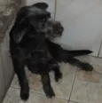 Mocinha