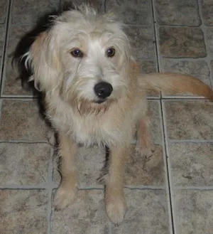 Cachorro raça SRD idade 2 a 6 meses nome Pipoca