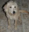 Pipoca