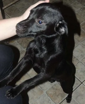 Cachorro raça SRD idade 2 a 6 meses nome Nego