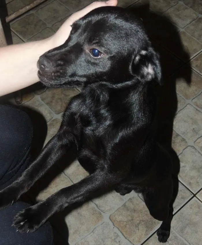 Cachorro ra a SRD idade 2 a 6 meses nome Nego