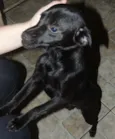 Nego